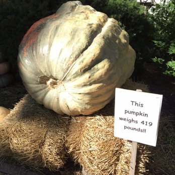 Fleitz Pumpkin Farm - Pumpkin Patches Near Me - Oregon, Ohio