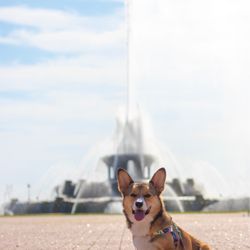 Grant Park - My dog at Buckingham Fountain in Grant Park!
