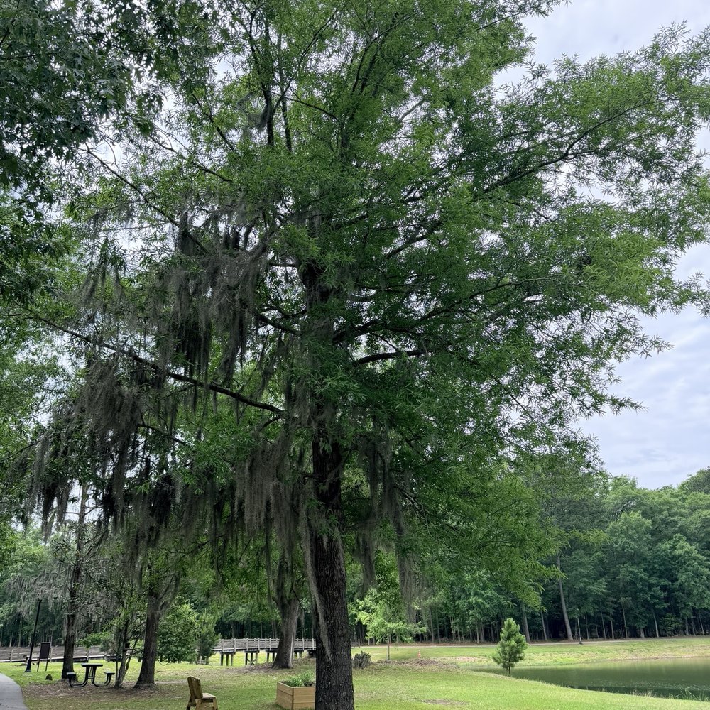 Tom Triplett Community Park - Tree with Spanish Moss - Tennis Near Me - Pooler, Georgia Tom Triplett Community Park - Tree with Spanish Moss - Tennis Near Me - Pooler, Georgia