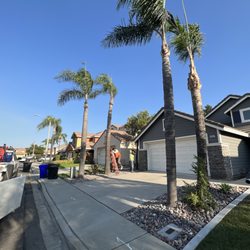 Alvarez Solutions - queen palm clean up.