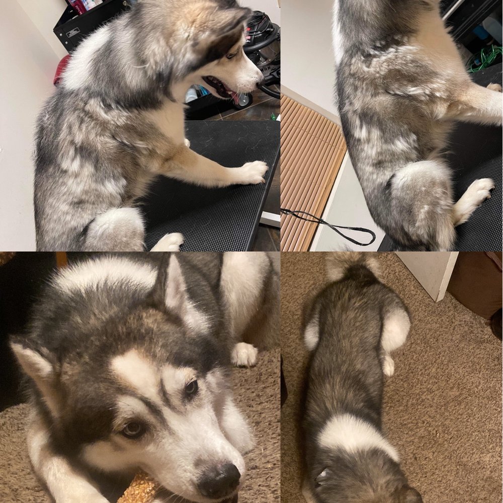 SASSY SHEARS GROOMING Updated September 2024 15 Photos 2053 Wilma