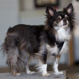 Bella. Our long-haired Chihuahua girl.