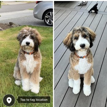 The Dog Stop - Bothell - Pet Groomers Near Me - Bothell, Washington