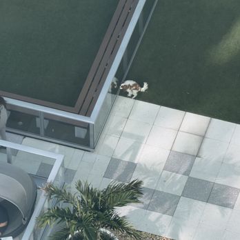 Terrazul - Dog pooping on pool deck. - University Housing Near Me - Miami, Florida Terrazul - Dog pooping on pool deck. - University Housing Near Me - Miami, Florida