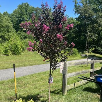 Merrifield Garden Center - Crepe Myrtle - Nurseries & Gardening Near Me - Fairfax, Virginia Merrifield Garden Center - Crepe Myrtle - Nurseries & Gardening Near Me - Fairfax, Virginia