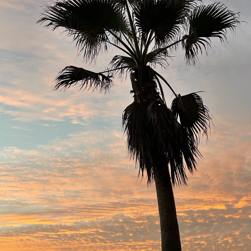 The Camp Store - palm tree - Pizza Near Me - Carlsbad, California The Camp Store - palm tree - Pizza Near Me - Carlsbad, California