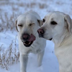 Summit Pet Resort