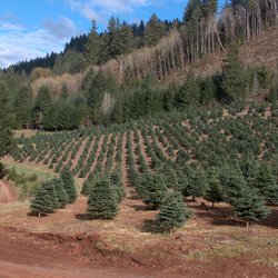 Santa & Sons Christmas Trees