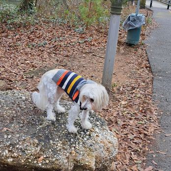 Cochran Shoals Trail - My dog needed the historical Viewpoint LOL - Parks Near Me - Atlanta, Georgia Cochran Shoals Trail - My dog needed the historical Viewpoint LOL - Parks Near Me - Atlanta, Georgia