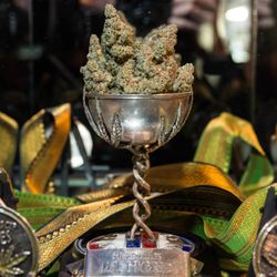 Marijuana Bud Store - MEDICAL MARIJUANA AVAILABLE FOR USA, CANADA, ETC. DON't MISS ANY QUALITY …