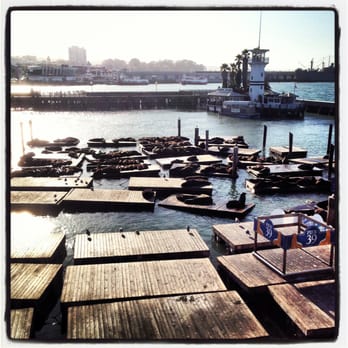 PIER 39 - Sea Lions Marina - Shopping Centers Near Me - San Francisco, California