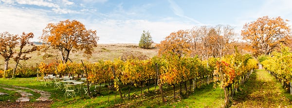 Syncline Winery by null