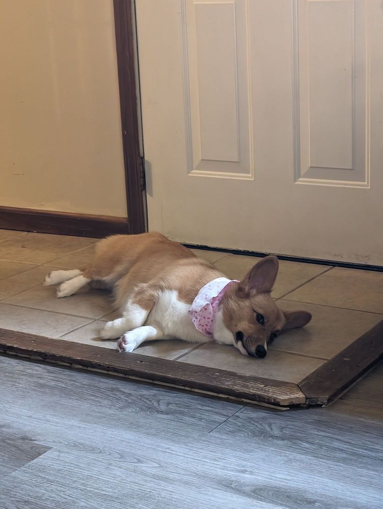 FUR THE LOVE OF DOG! Updated October 2024 16 Photos 212 London Rd