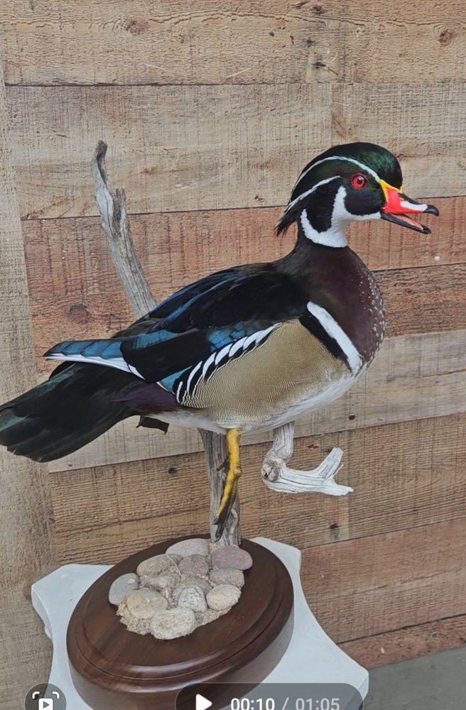 Art of the Outdoorsman Taxidermy - taxidermy in Buckeye, AZ