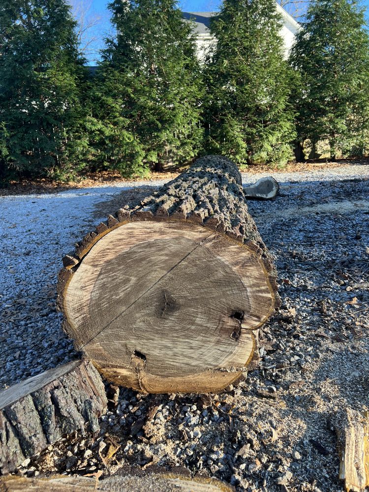 B&H Tree Care - tree service in Lexington, KY