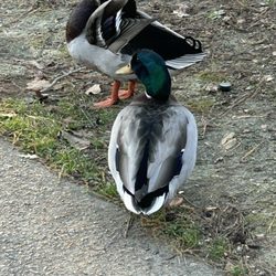 Harbison Place Walking Trail - Ducks on the trail