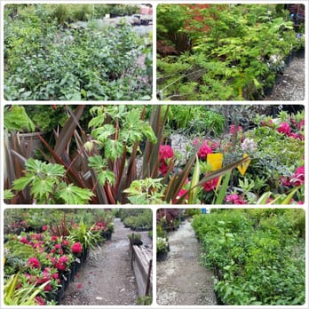 Rosso Gardens - Plants and flowers throughout - Nurseries & Gardening Near Me - Tukwila, Washington Rosso Gardens - Plants and flowers throughout - Nurseries & Gardening Near Me - Tukwila, Washington