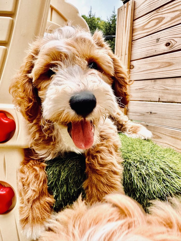 Pet Care by Rebecca Gage - pet boarding facility in Columbus, OH