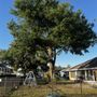 Photo of Florida State Tree And Landscaping