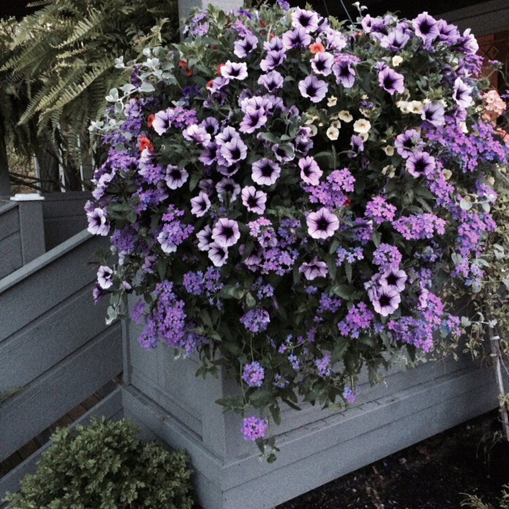 The Old Garden Shack - Hanging basket - Nurseries & Gardening Near Me - Milford, Ohio