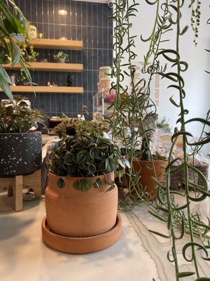 Constellation Coffee by null