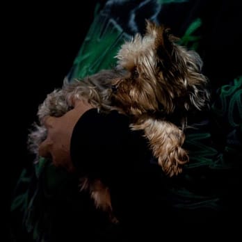 William Anzenberger Photography - Pet Portraits - Pet Photography Near Me William Anzenberger Photography - Pet Portraits - Pet Photography Near Me