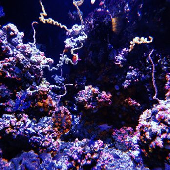 Seattle Aquarium - Aquariums Near Me - Seattle, Washington Seattle Aquarium - Aquariums Near Me - Seattle, Washington