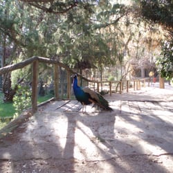 minizoo de Guadalajara - Los pavos reales campan a sus anchas por todo el minizoo