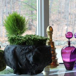 Pennoyer newman safari planter in black with frosty ferns @artefacthome