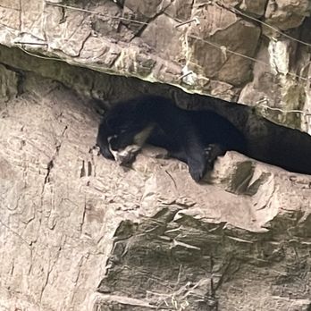 Queens Zoo - Some bear I think - Zoos Near Me - Corona, New York