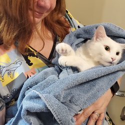 Town & Country Veterinary Services