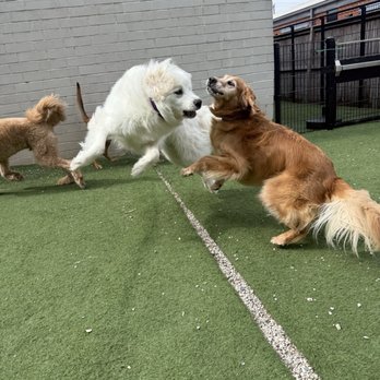 Skiptown - And more playing! - Dog Parks Near Me - Charlotte, North Carolina