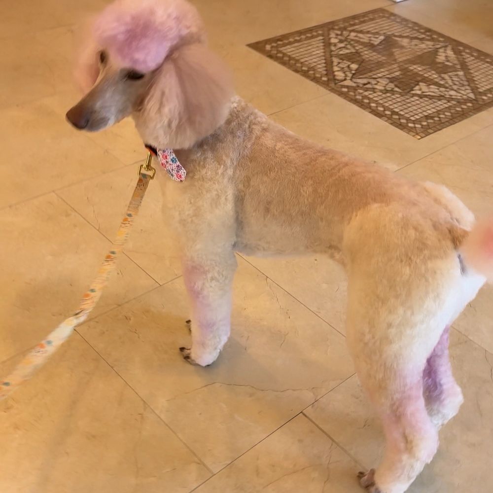 Wag N Purr Grooming - I brought my poodle in for grooming.  The groomer was Wendy. Wendy did a lamb style cut on her and it looked amazing. Highly recommend! - Pet Groomers Near Me - Ontario, California