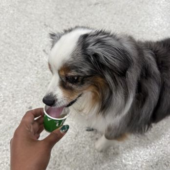 UG Tea - Pup cup :) - Bubble Tea Near Me - San Gabriel, California UG Tea - Pup cup :) - Bubble Tea Near Me - San Gabriel, California