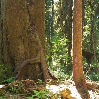 Hoh Rainforest - Massive tree views - Hiking Near Me - Forks, Washington Hoh Rainforest - Massive tree views - Hiking Near Me - Forks, Washington