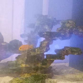 Deep Blue Aquarium - Anthius. - Aquarium Services Near Me - North Hollywood, California