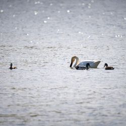 Westchester Lagoon - Swan