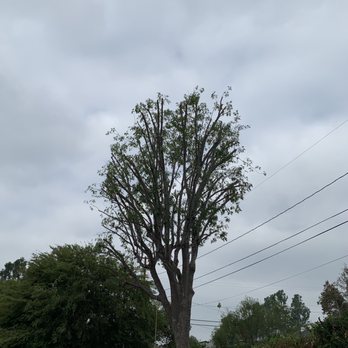 Environmental Green Tree Care - After - Tree Services Near Me
