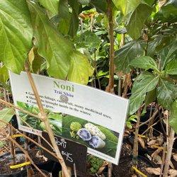 Shamus O'leary's Tropical Fruit Trees