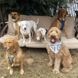 Harvey's House PetCare - It's always a pawesome time at Harvey's House!