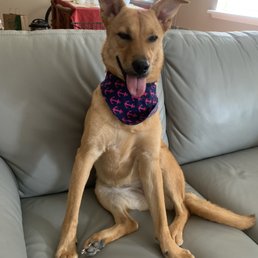 My happy girl after the groomers! My happy girl after the groomers!