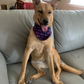 Be Happy Dog - My happy girl after the groomers! - Pet Groomers Near Me - Hoboken, New Jersey Be Happy Dog - My happy girl after the groomers! - Pet Groomers Near Me - Hoboken, New Jersey