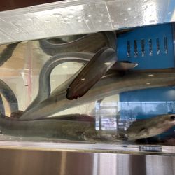 This is the eels