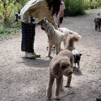 Doggie Business - Getting their afternoon belly rubs - Dog Walkers Near Me Doggie Business - Getting their afternoon belly rubs - Dog Walkers Near Me