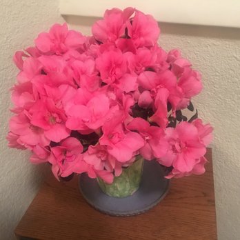 Whole Foods Market - Amazing azalea from florist department! Just $10. - Grocery Near Me - Boulder, Colorado Whole Foods Market - Amazing azalea from florist department! Just $10. - Grocery Near Me - Boulder, Colorado