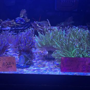 Southwest Reef Company - Anemones - Pet Stores Near Me - Albuquerque, New Mexico Southwest Reef Company - Anemones - Pet Stores Near Me - Albuquerque, New Mexico