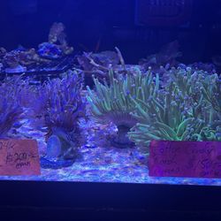 Anemones