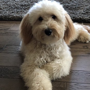 K-9 to Five - Pet Groomers Near Me - Vancouver, Washington K-9 to Five - Pet Groomers Near Me - Vancouver, Washington