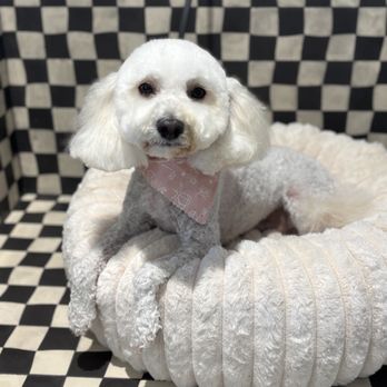 Forbes Grooming - Pet Groomers Near Me - Laguna Niguel, California Forbes Grooming - Pet Groomers Near Me - Laguna Niguel, California