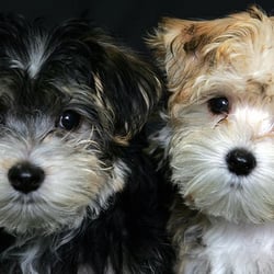 North County Pet Sitting - Lincoln and Tucker (brothers)